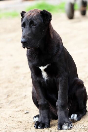 Среднеазиатская овчарка алабай щенки