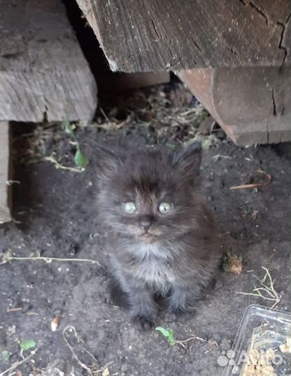 Котята в добрые руки бесплатно