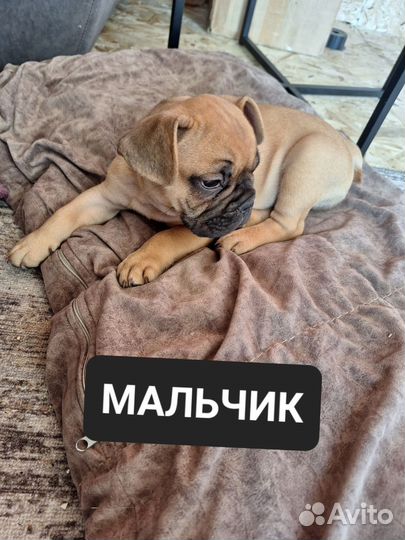 Щенок Французского Бульдога