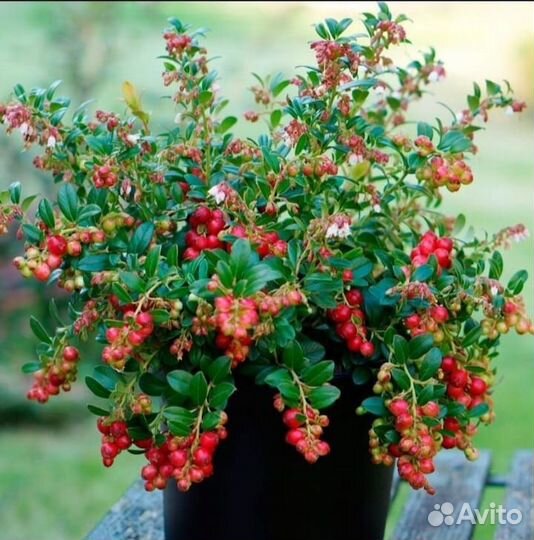 Брусника и Черника (от 50шт)