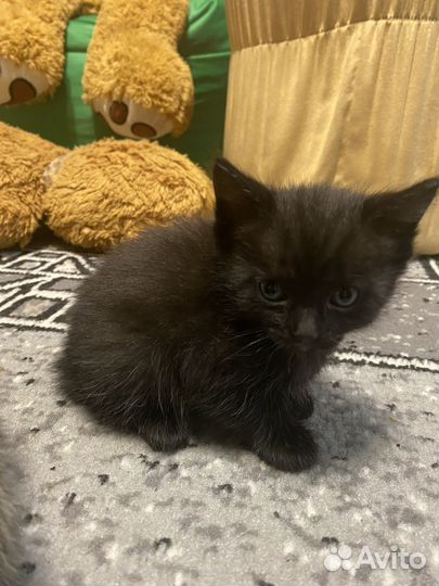 Котята помесь с бобтейлом