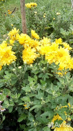 Хризантемы