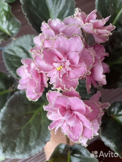 Лист фиалки сортовой