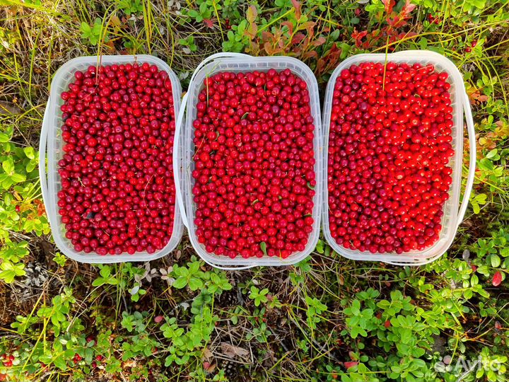 Брусника свежая