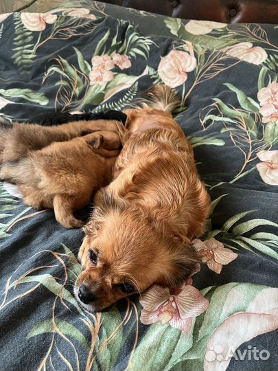 Отдам щенят в добрые руки