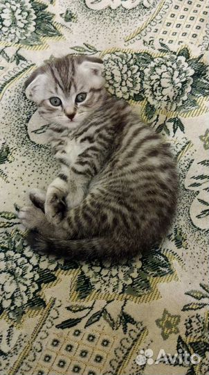 Британские котята