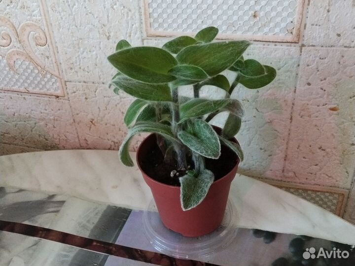 Традесканция фиолетовая