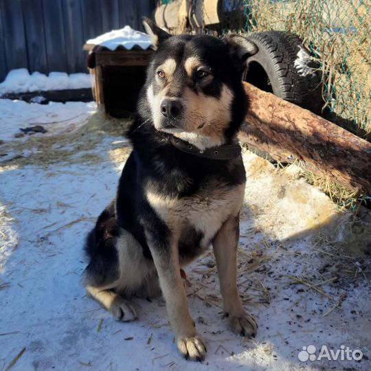 Собака по кличке Сэм в добрые руки