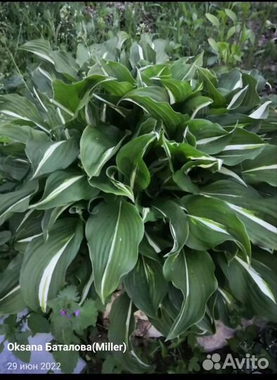 Саженцы хосты