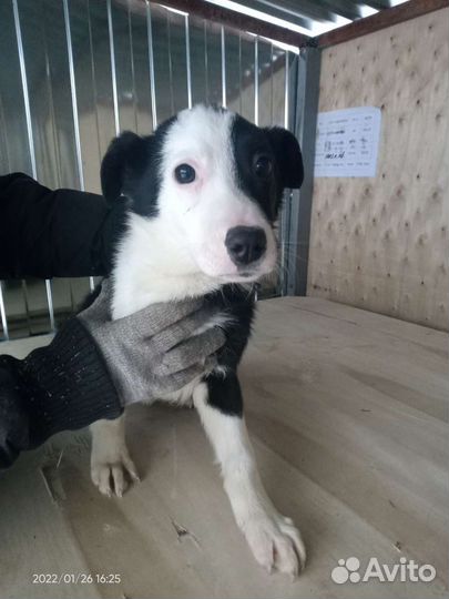 Щенок Лика 3 мес в дар