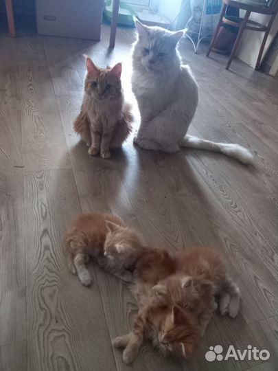 Кошки мейкун