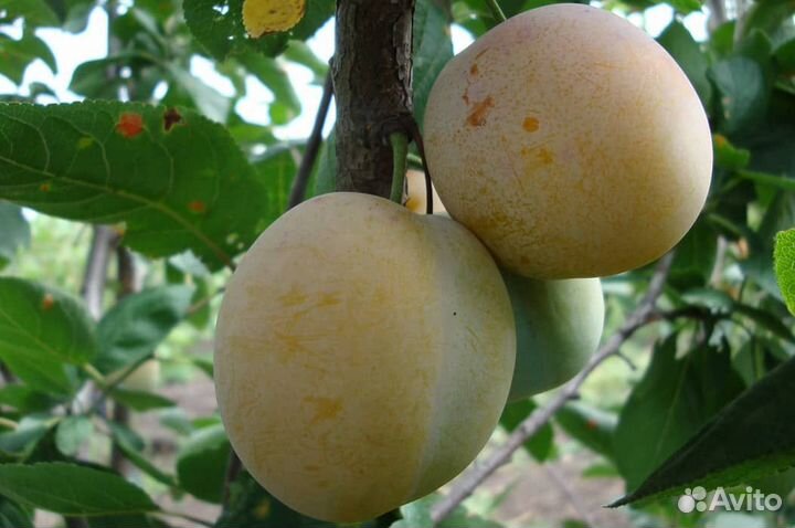 Молодые саженцы малины,сливы,клубники,винограда