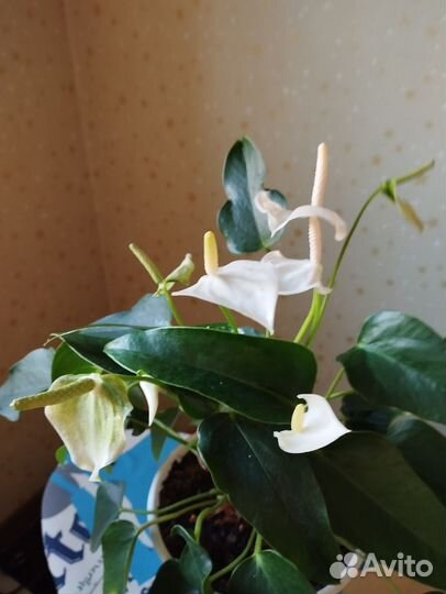 Антуриум антедезия вайт