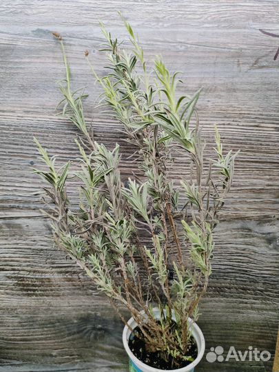 Лаванда саженцы