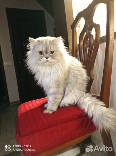 Котята персы