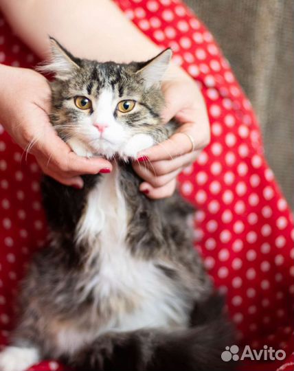 Котенок-девочка в дар