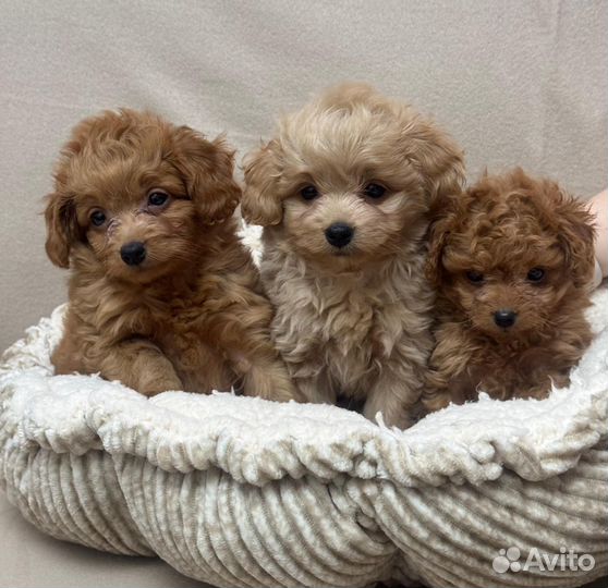 Мальтипу щенята