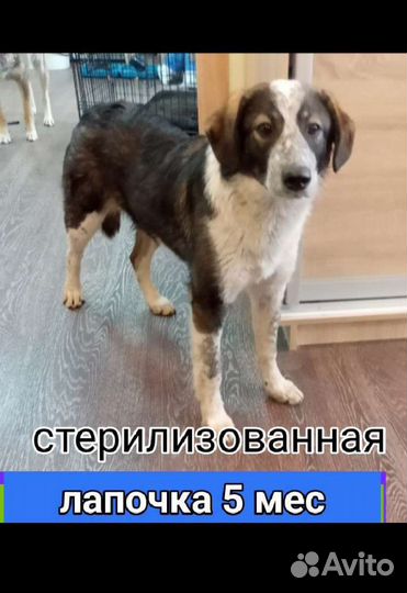 Щенки собачки привиты