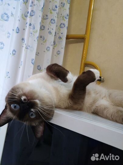 Вязка. Кот. Тайский