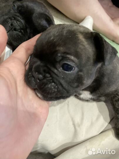 Французский бульдог