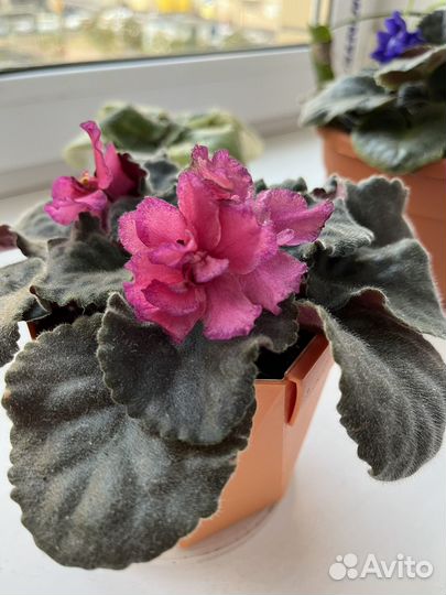 Листики фиалки с корнями