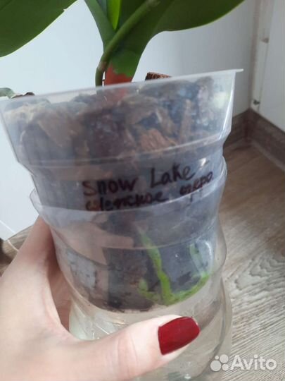 Драцена, орхидея фаленопсис