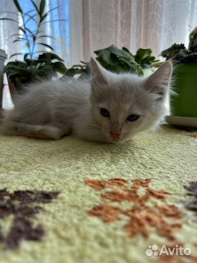 Котята в добрые руки бесплатно