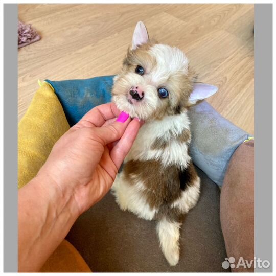 Бивер с голубыми глазами