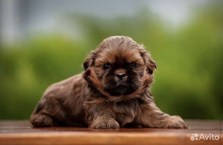 Собаки щенки