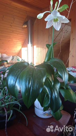 Лилия амазонская