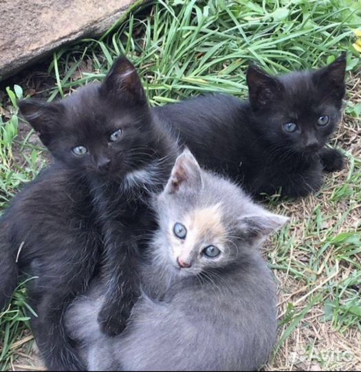 Красивые котята