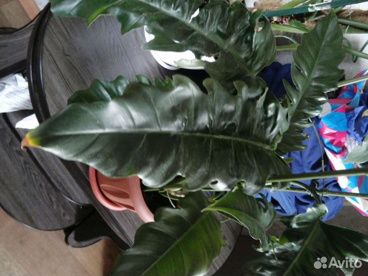 Очень крупный цветок