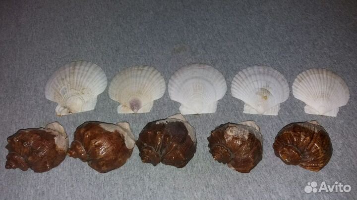 Раковины морские ракушки большие 10 штук