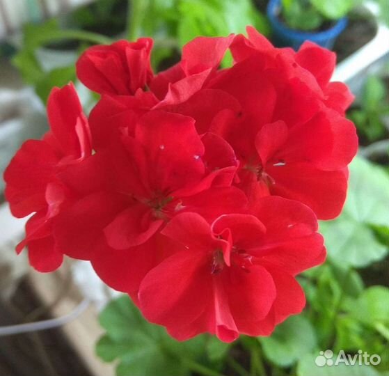 Пеларгония (герань) разные расцветки