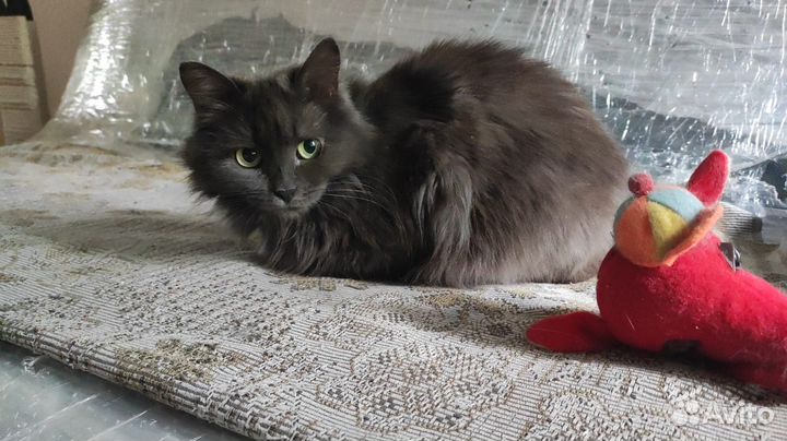 Кошка Нибелунг в дар