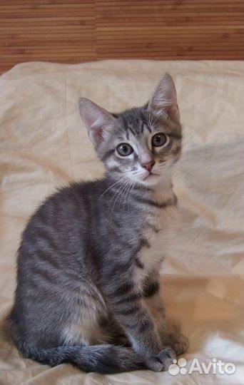 Как выглядит котенок в 4 месяца фото Котенок. мальчик. в добрые в Волгограде - цена, фото на Cloudys