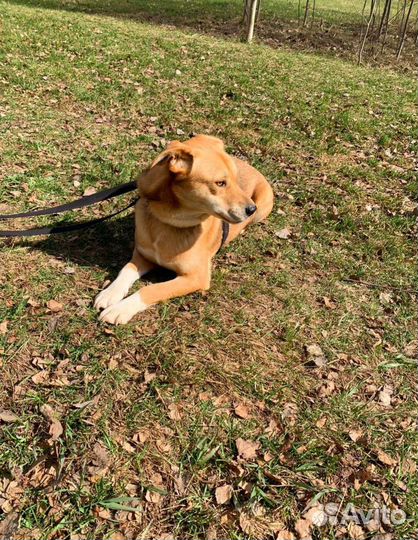 Злате очень тяжело в приюте