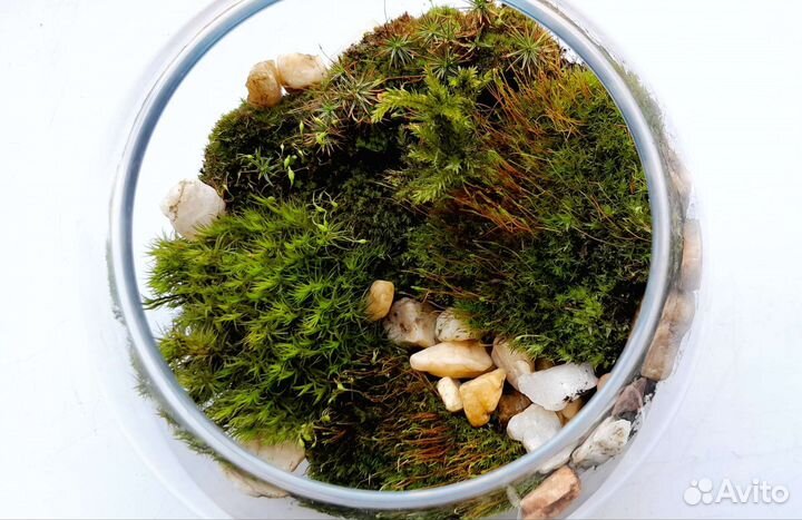 Флорариум с мхами. Мохариум. Мох