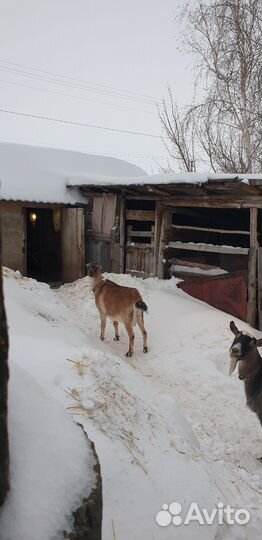 Коза дойная Ламанч