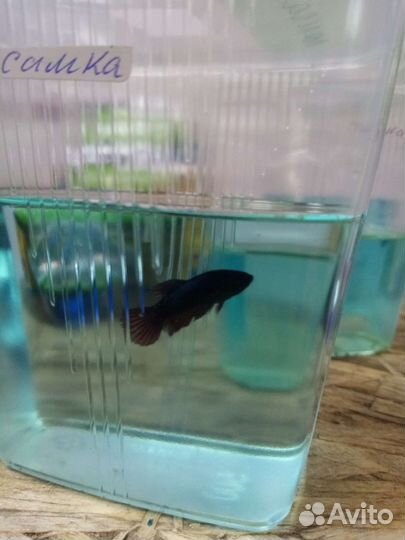 Петушок самка