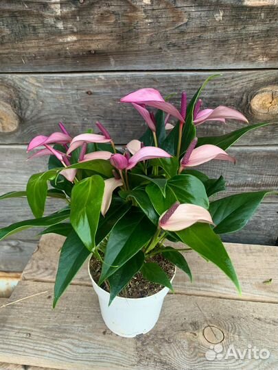 Антуриум зизу