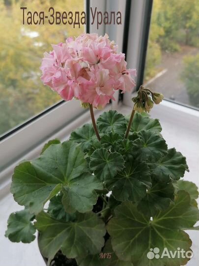 Пеларгония Тася-Звезда Урала
