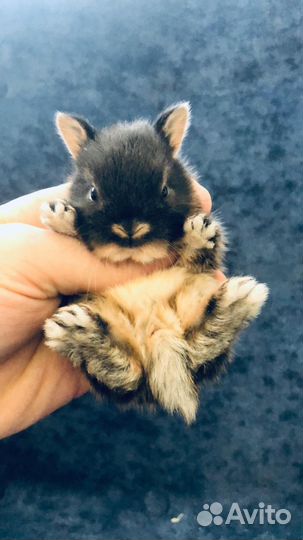 Кролики карликовые декоративные мини