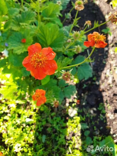 Многолетники. Аквилегия, пионы, хоста и др