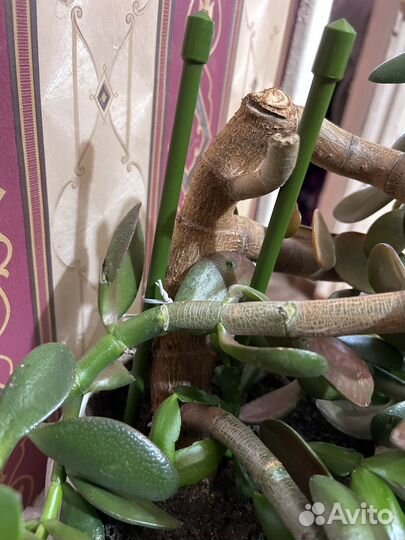 Живое дерево