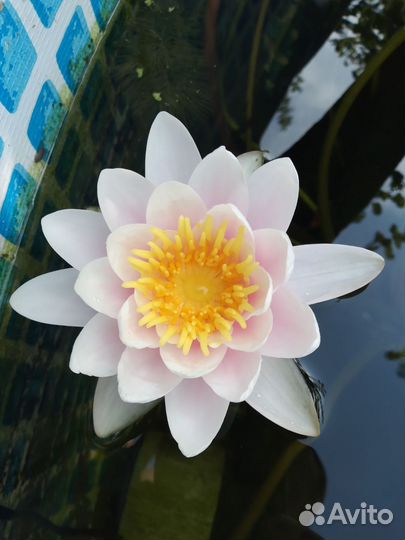 Водные лилии, нимфеи