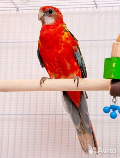 Розелла птенцы