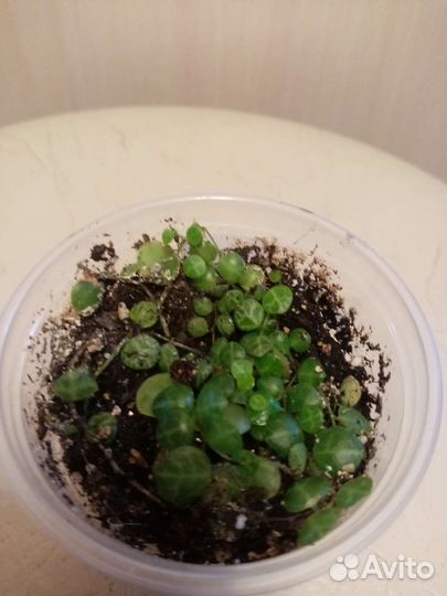 Эписция, пеперомия, мирт, гранат, фикус и др