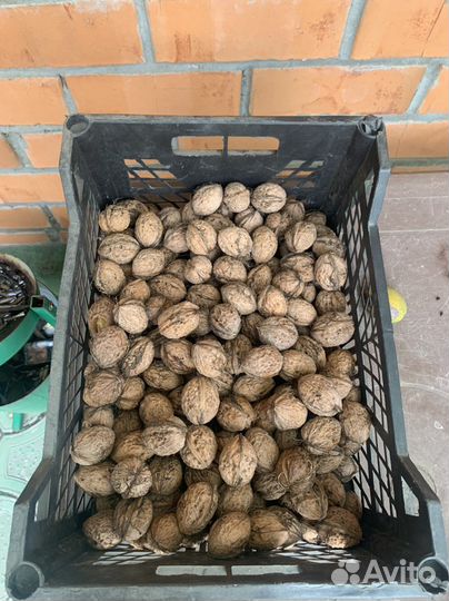 Грецкий орех