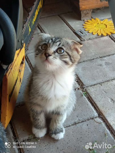 Шотландский вислоухий